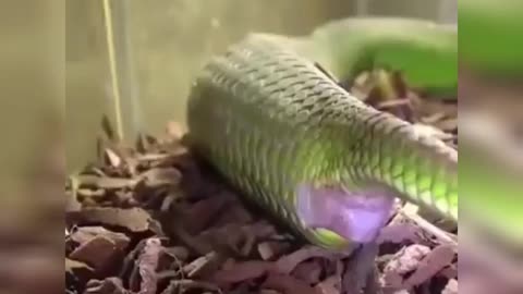 The green snake gave birth to an amazing figure**Amazing moment**
