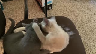 Kittens playing