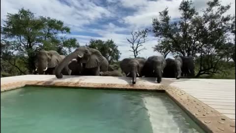 Large elephant drinking in the swimming pool