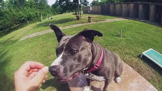 Dog rescued from awful conditions loves agility course