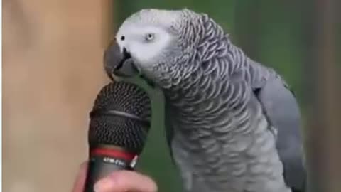 Amazing Parrot Saying