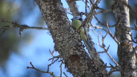 Bird singing in the wood