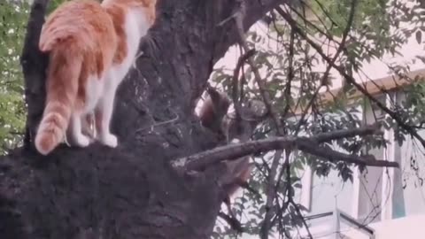 A cat and a squirrel have a very nice fight over a tree.