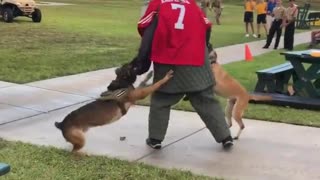 Navy SEALs investigating video of 'Kaepernick stand-in’ attacked by dogs for kneeling during anthem