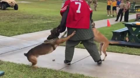 Navy SEALs investigating video of 'Kaepernick stand-in’ attacked by dogs for kneeling during anthem