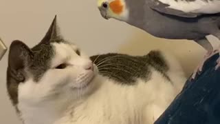 Talking Parrot Calls His Cat Buddy By Name