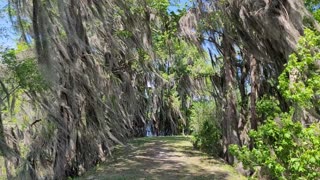 Spanish Moss at Alligator Lake