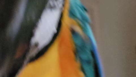 Peek-A-Boo With Blue The Blue💙&Gold🧡Macaw🦜