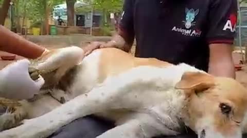 Rescue taken in an aggressive paralysed stra dog and turn him into a loving healthy ang el