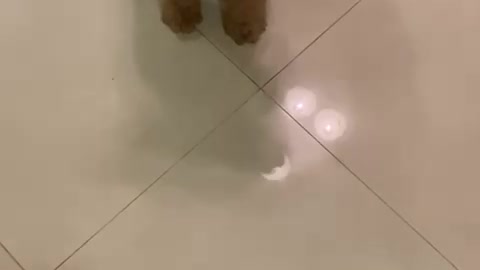 Hilarious, cute dog can't catch food