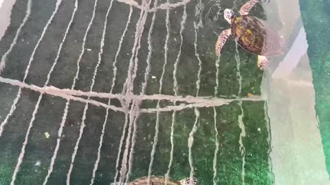 pitiful turtles saved by the marine life conservation center