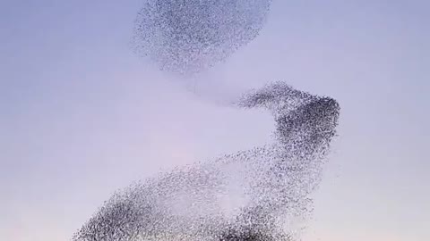 A big murmuration of starlings dancing a magical show at the end of the day.😍👂💎