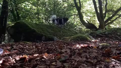 Dogy Training In OutDoors