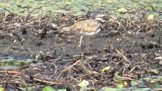 Killdeer birds