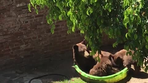 Mama Bear and Cubs Hanging Out in Kiddie Pool