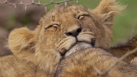 Close Up of Sleepy Lion Cub 1