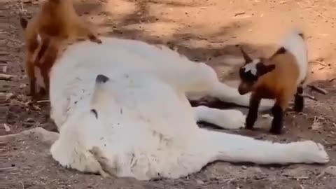 White Dog Motherly Cares For A Baby Goats