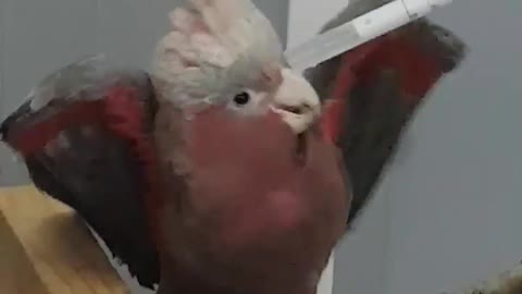 Baby cockatoo makes crazy sounds while drinking water