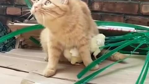 A cat who has become protective of her little chicks.