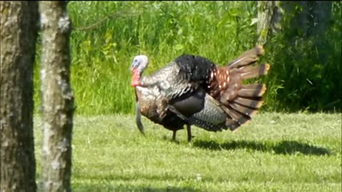 Male Turkey