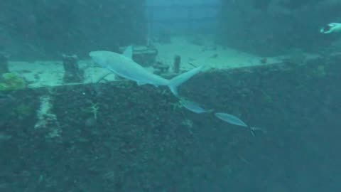 Scuba Diving with Carribean Reef Shark on Spiegel Grove
