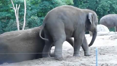 Cute baby elephant rides on his mother