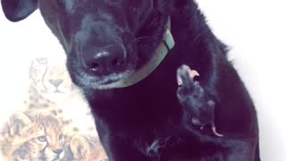 Gentle Dog Helps Owner By Acting As Baby Opossum's Guardian