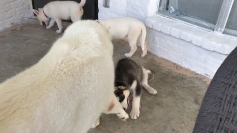 Gentle Husky Teaches Puppies to Play