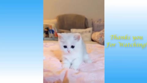 Cutest pets and funny animals video compilation #3