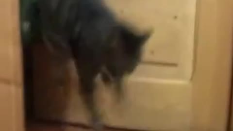 Funny Cats the kitten got scared lok