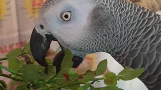 Parrots eyes are pinning with excitement for blueberries
