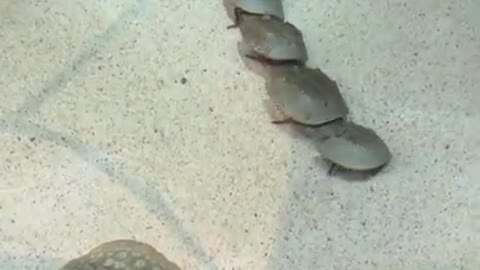 Horseshoe Crabs Mating in an Aquarium