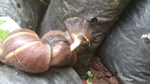 Snail couple
