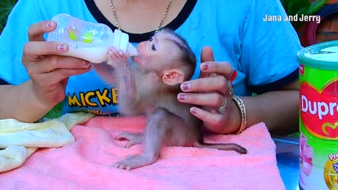 The baby monkey 🐵🐵🐵