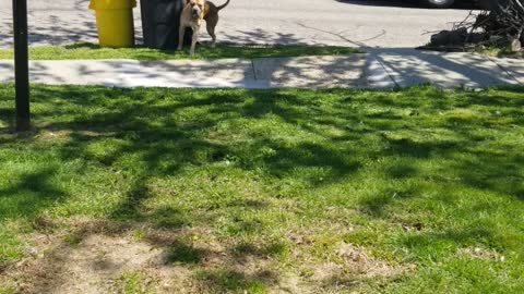 Cutting grass