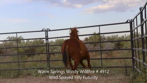 2020 Wild Spayed Filly Futurity/Warm Springs Windy Wildfire # 4912