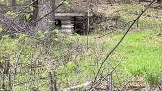 Things you might see ( some odd ) kayaking during high-water in north central Minnesota.