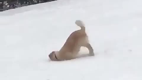 Skiing Dog: Cute and funny dog goes skiing without a board.