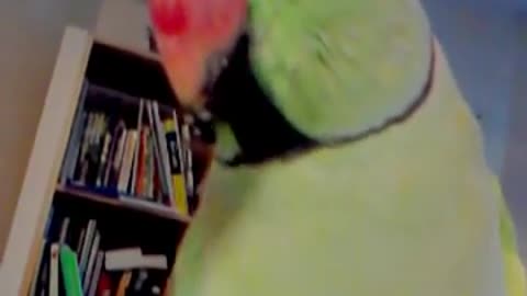 Ring neck parrot talking