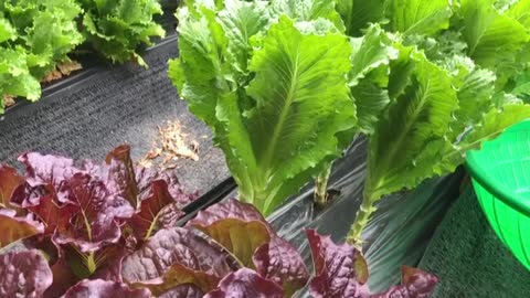 Harvest lettuce.