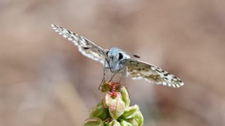 Marco Footage Targeting Fly Collects Flower Nectar