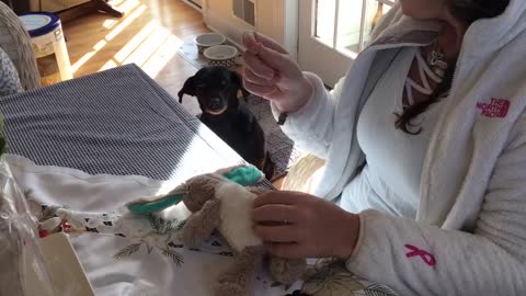 Dog waits for beloved toy to be fixed