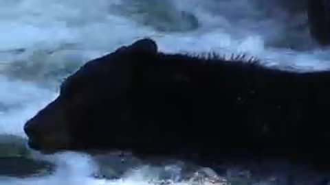 Black bear catching fish