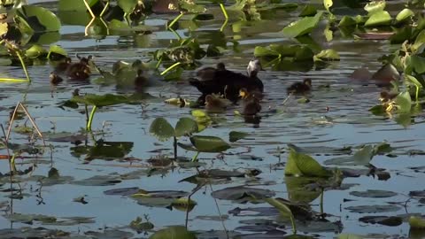 Ducks Swimming in a Pond Stock Video