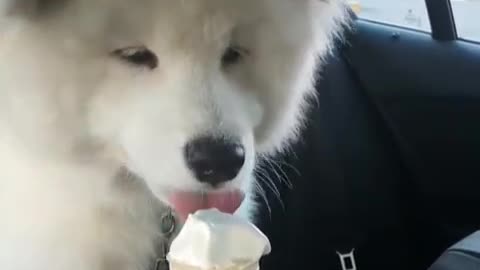 Samoyed gets ice cream reward after trip to vet