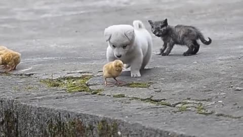 Adorable Puppy Playing with Baby Chicks Will Make You Feel Better