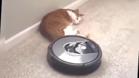 Vacuum cleaner for cats and robots