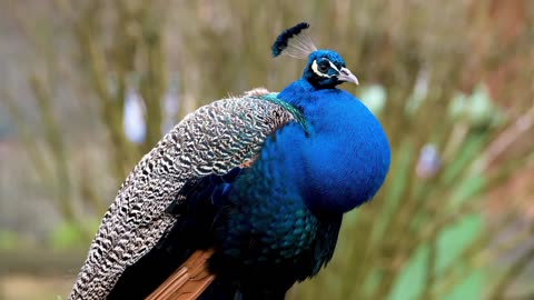 The beautiful peacock