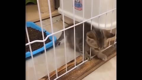 CUTE Ninja Kitten Escapes cage