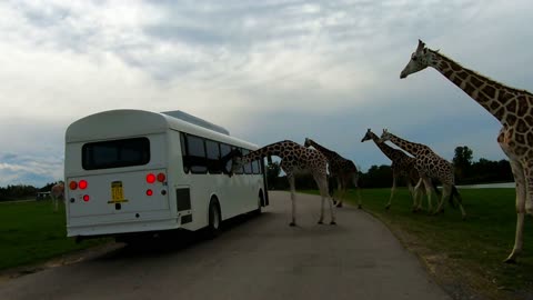 Herd of majestic giraffes take a serious interest in tourist bus